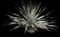 Desert Spoon — design image 25