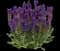 Salvia 'Dark Matter' — design image 1