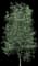 Kentucky Coffee Tree — design image 3