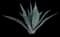 Blue American Agave Plant — design image 11
