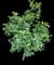 Small Kauaʻi White Hibiscus — design image 1