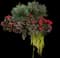 Impatiens Plants — design image 2