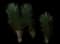 Spanish Bayonet — design image 2