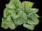 Jack of Diamonds Heartleaf Brunnera — design image 3