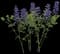 Decadence® Blueberry Sundae™ False Indigo — design image 2