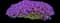 Cascade Purple Rockcress — design image 1