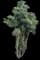 Ming Aralia — design image 5