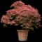 Red Dragon Japanese Maple Tree — design image 4