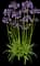 Agapanthus Ever Amethyst™ — design image 3