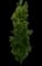 Beacon® Swamp White Oak Tree — design image 2