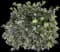 Little John Dwarf Bottlebrush — design image 5