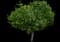 Rose of Sharon — design image 5