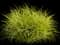 Northwind Switch Grass — design image 4
