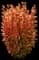 Barberry 'Orange Rocket' — design image 2