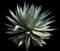 Agave 'Blue Glow' — design image 3