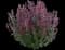 Sunny Sparks™ Pink Improved Agastache — design image 1