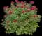 Double Play® Spirea series by Proven Winners — design image 2