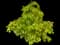 Red Elderberry — design image 1