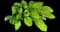 Stained Glass - Hosta — design image 1
