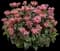 Leading Lady™ Pink Bee Balm — design image 1
