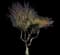 Blue Palo Verde Tree — design image 1
