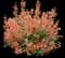Kudos™ Mandarin Hyssop — design image 1