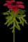 Poppy Anemone — design image 2