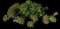 Myrtle spurge — design image 2