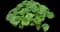Hollyhock — design image 10