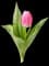 Tulips — design image 9