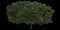Common Lilac — design image 15