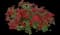 MiniFamous® Neo Double Red Calibrachoa — design image 1