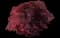 Crimson Queen Japanese Maple — design image 1
