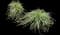 Variegated Spider Plant — design image 3