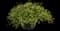 Needlepoint Ivy — design image 2