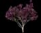 Saucer Magnolia Tree — design image 3