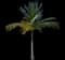 Coconut Palm — design image 3