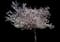 Mt. Fuji Flowering Cherry — design image 2
