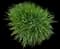 Society Garlic Plant — design image 5