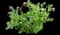 Pasque Flower — design image 1