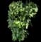 Leatherleaf Viburnum — design image 3