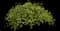 Needlepoint Ivy — design image 1