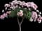Bonica Rose — design image 1