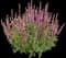 'Pink Profusion' Perennial Salvia — design image 1