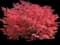 Burning Bush — design image 12