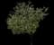 Spring Snow Flowering Crabapple Tree — design image 3