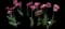 Tulip 'Margarita Double Early' — design image 1