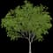 Amur Corktree — design image 2