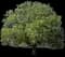 Walnut Tree (Juglans) — design image 1