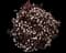 Ninebark (Physocarpus opulifolius) — design image 15